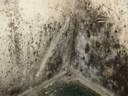 wall mold 