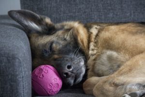 sleeping dog