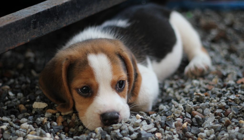 puppy that is hiding