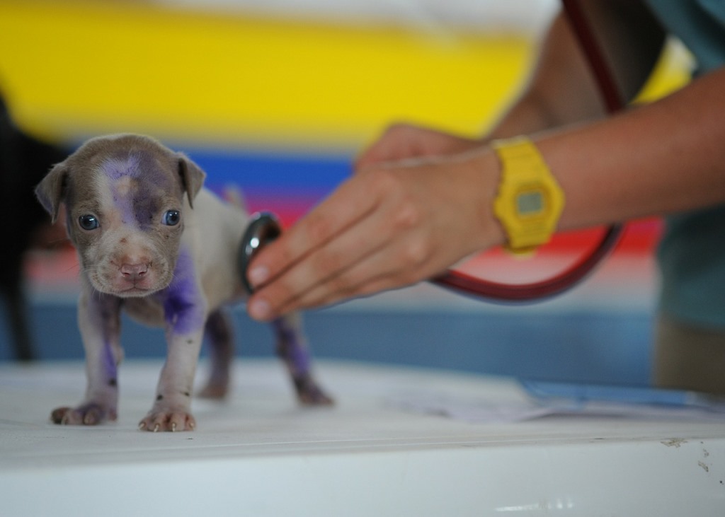 pet check up